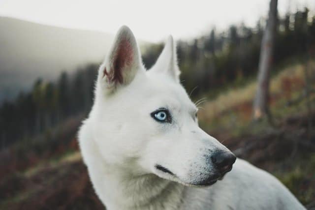My dog hates being alone outside