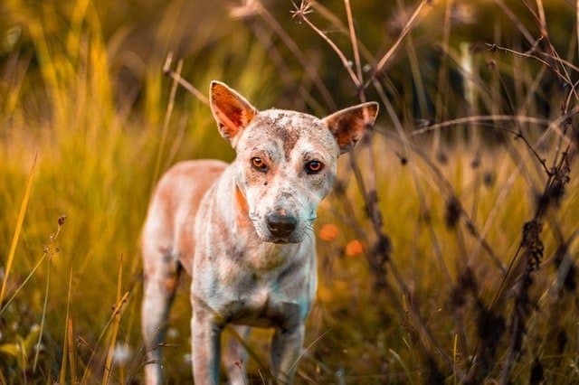 an abandoned dog in the wild 2887566