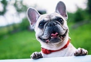 french bulldog teeth problems