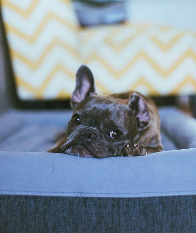 french bulldog ears curling e1585927332901