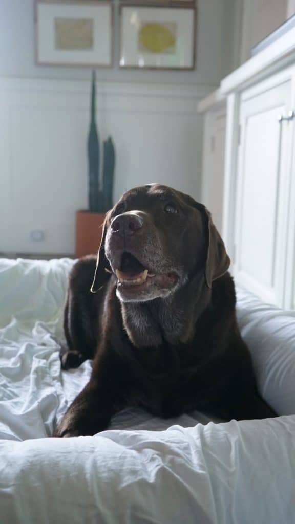 Dog Has Trouble Getting Up But Walks Fine