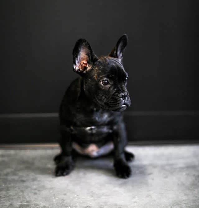 French Bulldog Wont Potty Train e1589809077608