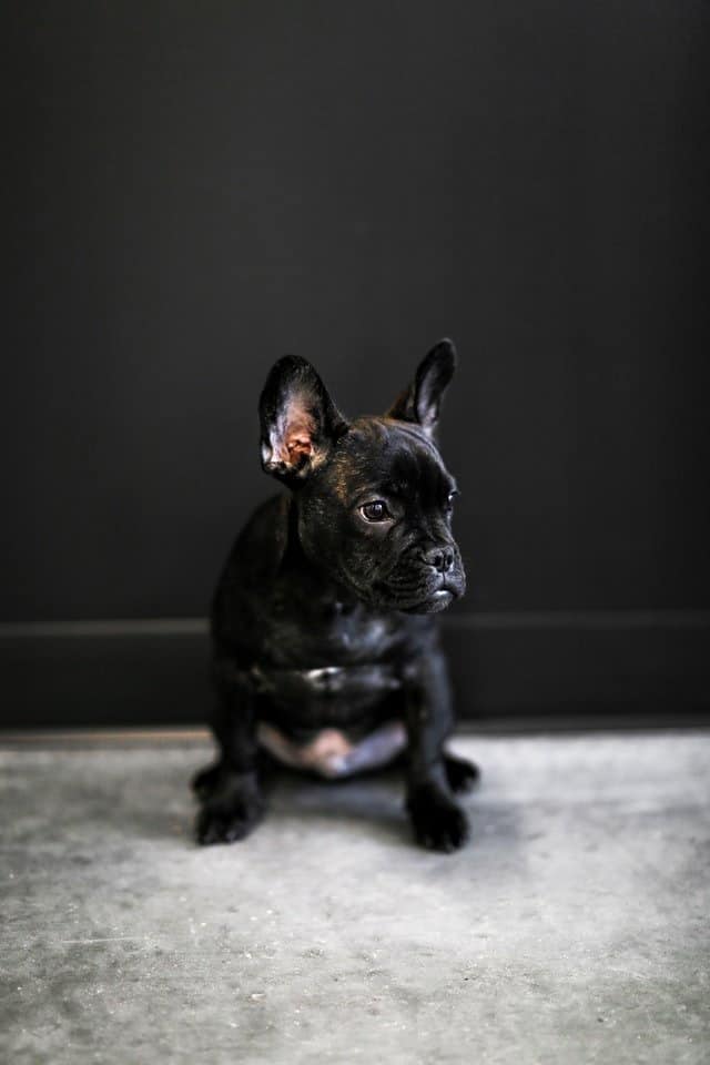 white mini french bulldog