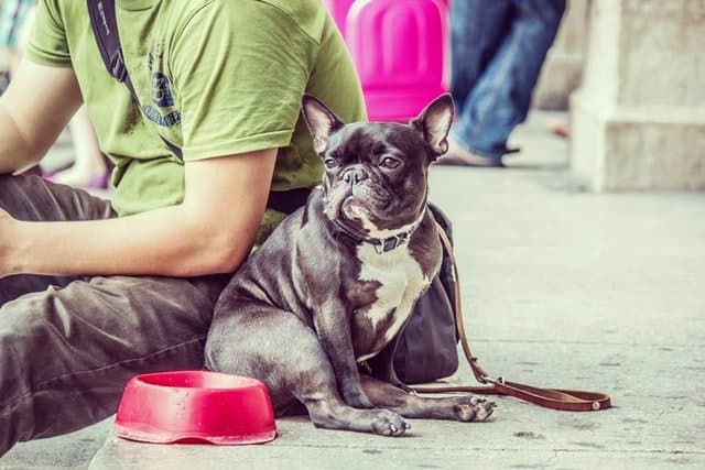 My French Bulldog Is Too Skinny