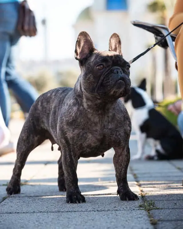 French Bulldog Acting Aggressively & Biting?**FIND OUT WHY**