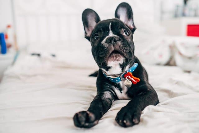 seal brindle french bulldog