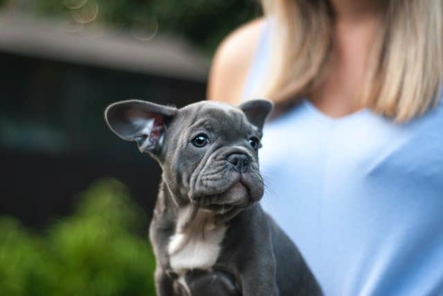 What is the average life expectancy of my French bulldog