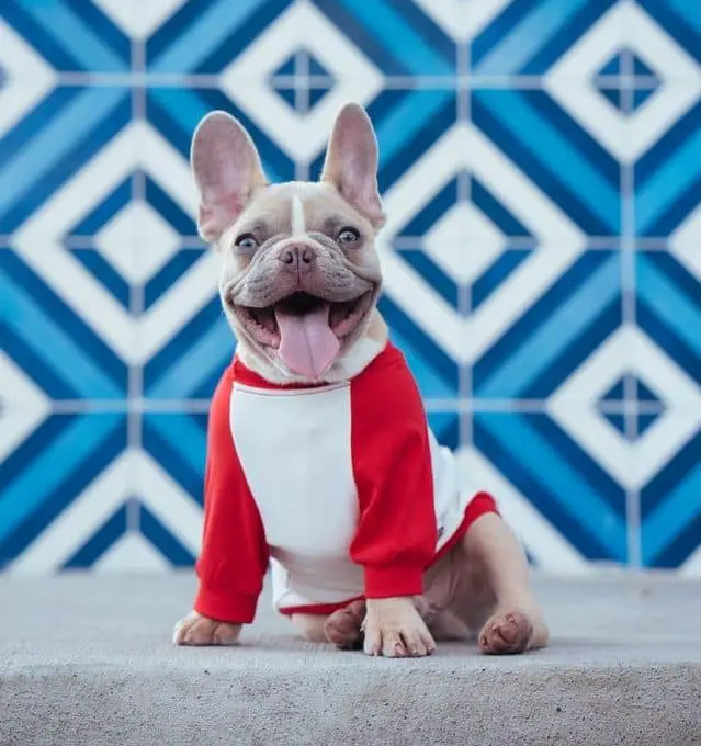 Why Do French Bulldogs Sit Funny e1589808177415