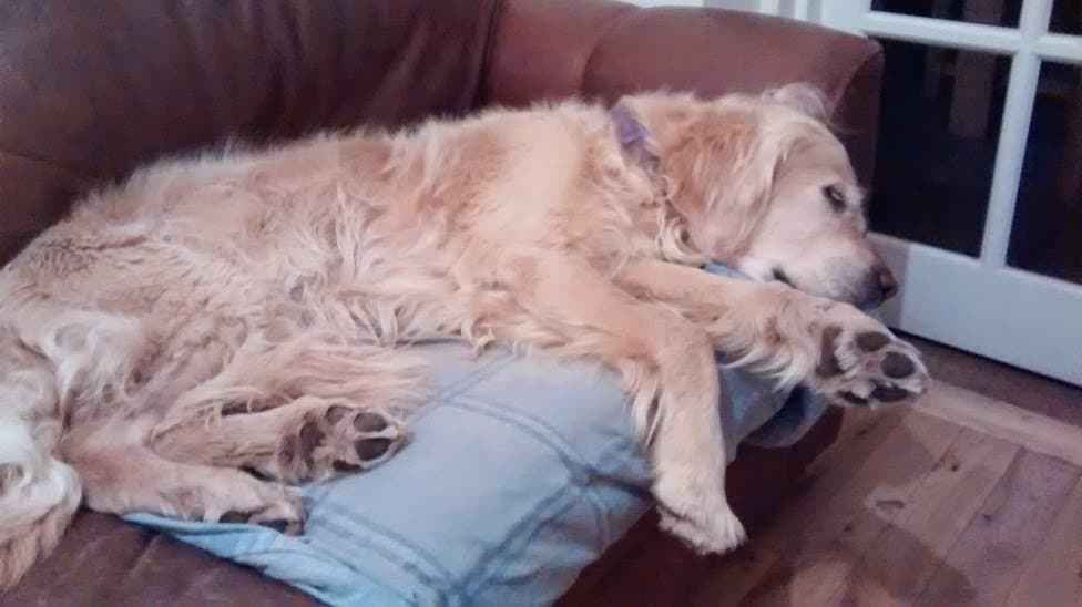 old dog not eating and sleeping a lot