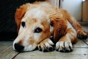 old dog pooping while sleeping