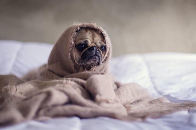 pneumonia dogs home treatment