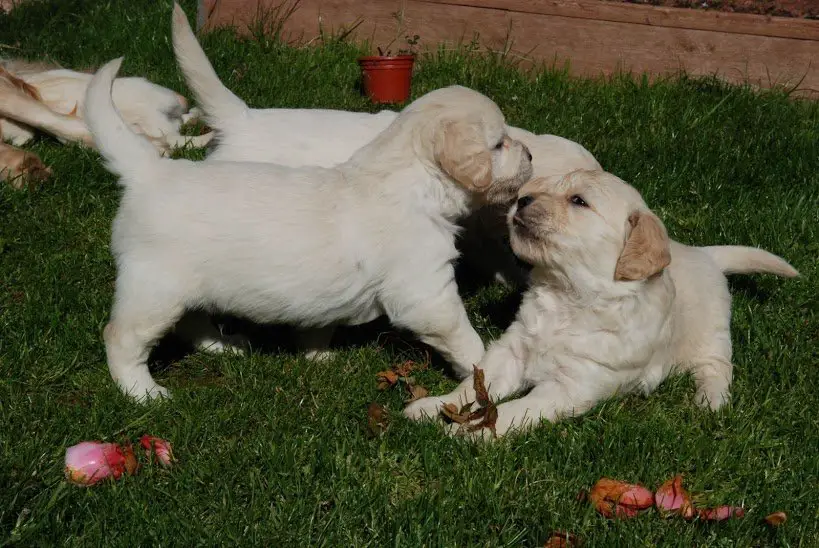 puppy aggression towards puppy