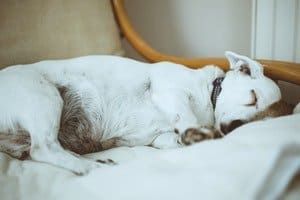 short coated white dog on fabric sofa 1375722