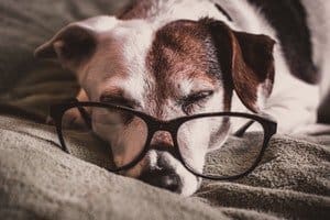 white and brown dachshund with black framed eyeglasses 1009922 1