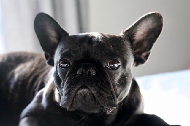A Frenchies ears should stand up by age 4 months