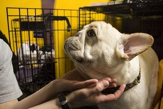 Keep your dogs ears clean