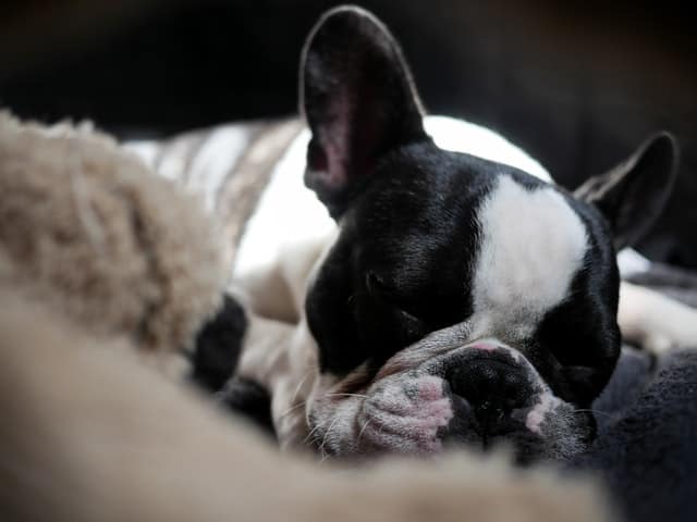 Snoring French Bulldog
