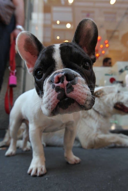 Your French Bulldog has long legs? ** FIND OUT WHY