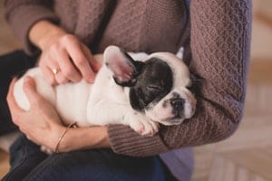 You can teach your Frenchie to be quiet