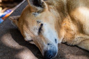 dog leaking poo while asleep