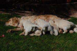 A golden retriever lying on the grass nursing her puppies