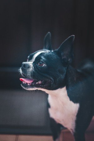 panting could be sign too skinny