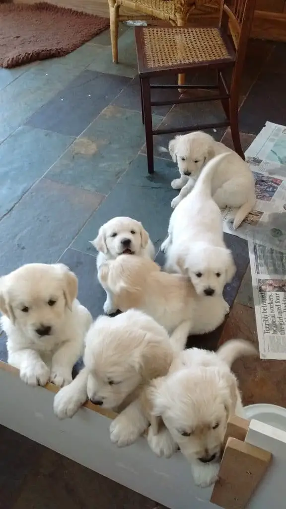 puppies learn to socialise with each other