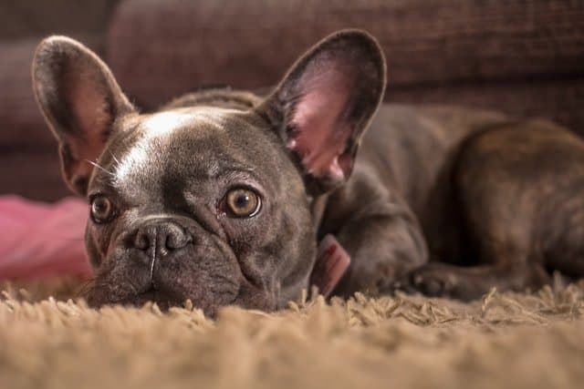 dog losing hair after birth