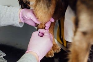 your vet can operate to improve breathing