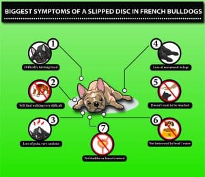 7 Symptoms Slipped Disc in French Bulldog