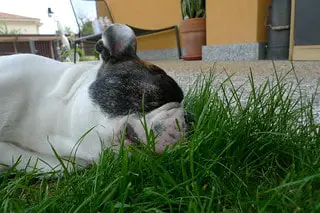 Are French Bulldogs lazy