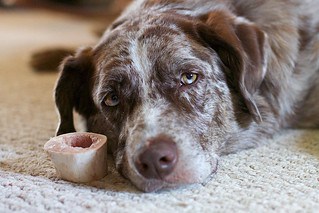 Can dogs eat cartilage