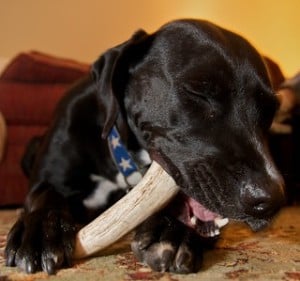 Can dogs eat the whole antler