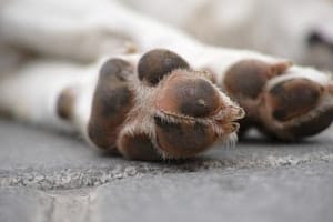 Dog not drinking water and lethargic