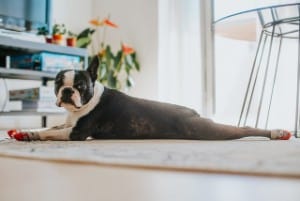 French Bulldog frog position