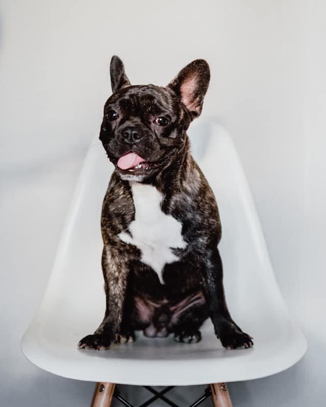 French Bulldog sitting in the classic position