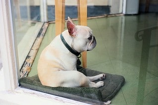 Frenchie sitting upright legs in front