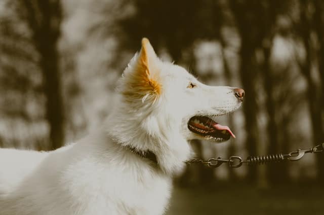 In some states you cannot leave dogs chained up outside