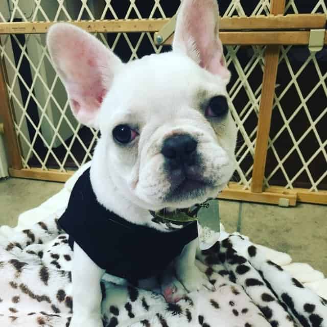 Leaving a dog in a crate