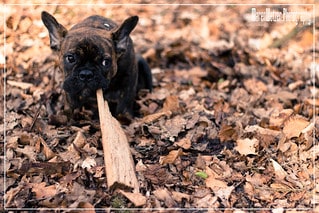 Teething can cause puppy eyes to water