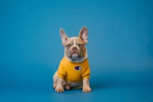 What is a french bulldogs average weight