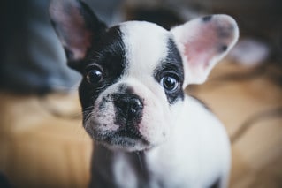 When should I worry about my French Bulldog puppy not eating