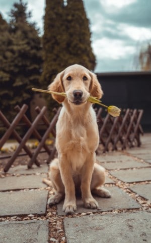 a puppy with separation anxiety might only eat when youre around