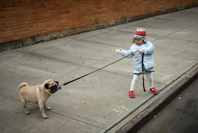 a tight collar and lead could cause reverse sneezing