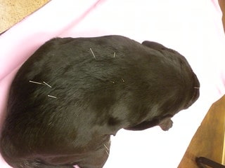 acupuncture might help your dogs appetite