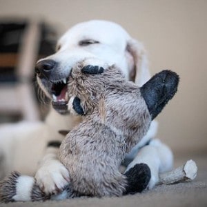 at what age can puppies chew antlers