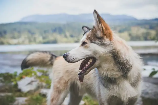 baking soda bad dog breath
