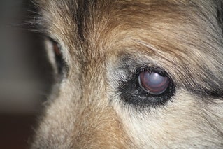 baking soda to clean dog eyes