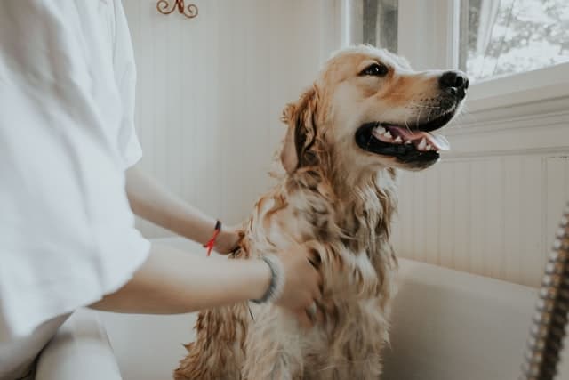 dog drank baking soda water