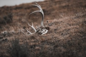 can I use antlers found in wood